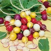 Crayon Colors Mix Radishes RD50-100