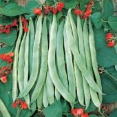 Scarlet Runner Pole Beans BN53-25