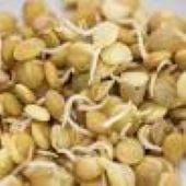 Lentil Sprouting Seeds SS9-200