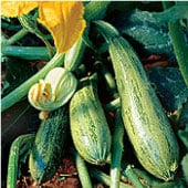 Caserta Zucchini Squash Seeds SQ46-20_Base