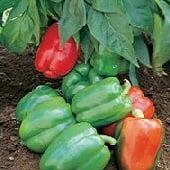 Yankee Bell Sweet Peppers SP157-20_Base