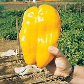 Giant Sweet Peppers