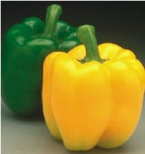 Bell Sweet Peppers