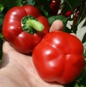 Ashe County Pimento Sweet Peppers SP382-20_Base