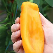 Big Daddy Sweet Peppers SP256-10