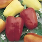 Chablis Sweet Peppers SP349-20
