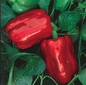 Chinese Giant Sweet Peppers SP16-20