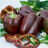 Chocolate Beauty Sweet Peppers SP17-20_Base
