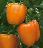 Peppers - Sweet - D