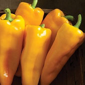 Escamillo Sweet Peppers SP346-10_Base