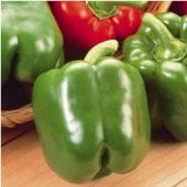 Peppers - Sweet - F