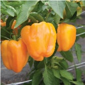 Flavorburst Pepper Seeds SP332-10_Base
