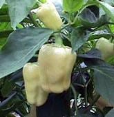 Cold Tolerant Sweet Peppers