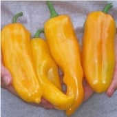 Marconi Sweet Peppers (Golden) SP43-20