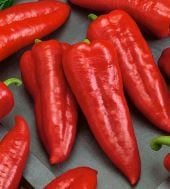 Marconi Sweet Peppers (Red) SP44-20