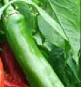 NuMex Sweet Peppers SP155-20