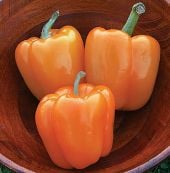 Orange Sun Sweet Peppers SP50-20