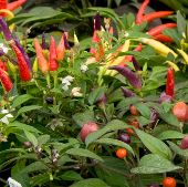 Ornamental Mix Sweet Peppers SP238-20_Base