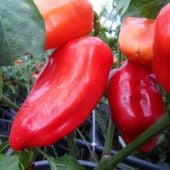 PCR Paprika Sweet Peppers SP379-10