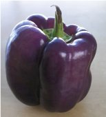 Purple Beauty Sweet Peppers SP58-20
