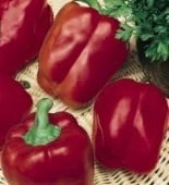 Peppers - Sweet - R