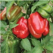 Staddon's Select Sweet Peppers SP93-20_Base