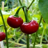 Super Sweet Cherry Peppers SP73-20_Base