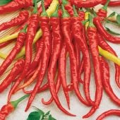 Sweet Cayenne Peppers SP201-20