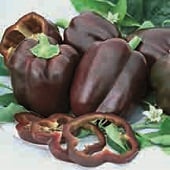 Tawny Port Sweet Peppers SP359-20