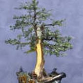 English Yew Bonsai Tree TR38-20_Base