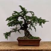 Japanese Yew Bonsai Tree TR37-20_Base