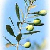 Olive Tree TR24-5