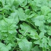 150 Seeds SEVEN-TOP-GREENS TURNIP SEEDS Delicious Fast Growing Greens