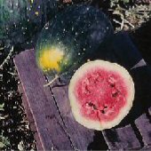 Moon & Stars Amish Heirloom Watermelons WM15-20_Base