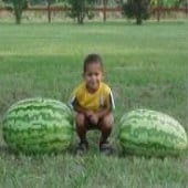 Carolina Cross Watermelons WM4-10_Base