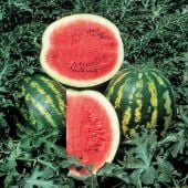 Crimson Sweet Watermelons WM7-20