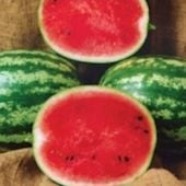 Crispy Critter Watermelons WM77-20_Base