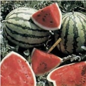 Dixielee Watermelons WM30-20
