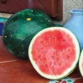 Harvest Moon Watermelons (Seedless) WM74-5_Base