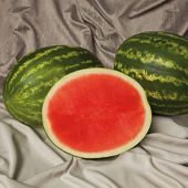 Honey King Watermelons (Seedless) WM69-5_Base
