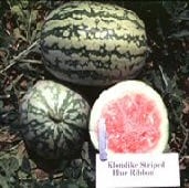 Klondike Blue Ribbon Watermelons WM57-20_Base