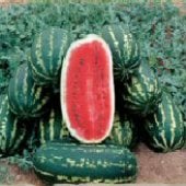 Legacy Watermelon Seeds WM60-20_Base