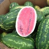 Ole Watermelons WM79-20
