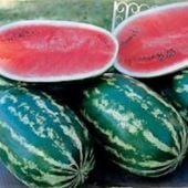 Pinata Watermelons WM80-20_Base