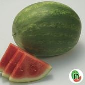 Super Seedless 7167 Watermelons (Seedless) WM70-5_Base