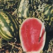 Willhite's Sweetheart Watermelons WM86-20