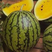 Yellow Baby Doll Watermelons WM20-10_Base