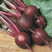 Ruby Queen Beets BT11-200_Base