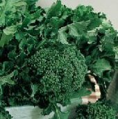 Calabrese Broccoli BR1-50