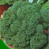 Waltham 29 Broccoli BR6-50